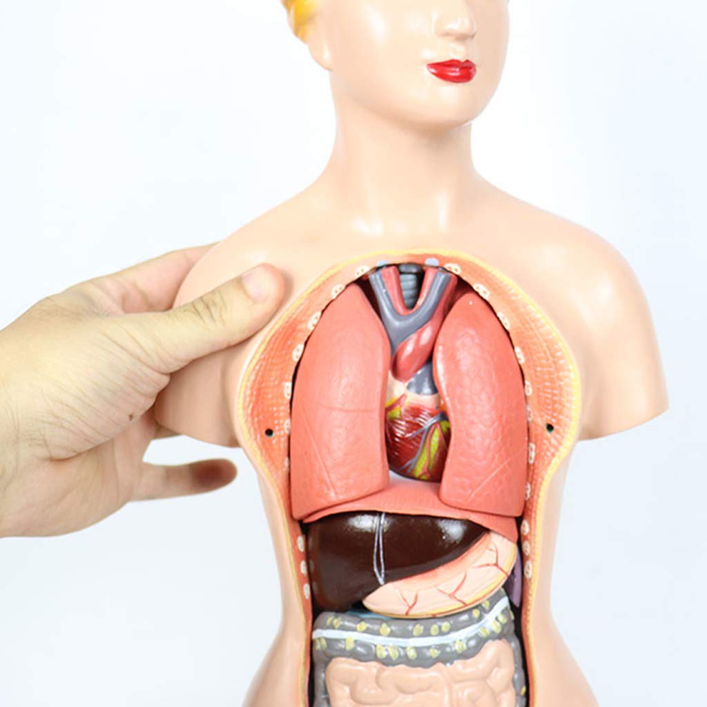 Modelo De Torso De 45 Cm - Modelo Anatómico del Torso Humano - Modelo De Ciencia De Órganos Internos Humanos Descomponibles - para Ayuda De Formación Educativa Médica, Equipo De Laboratorio