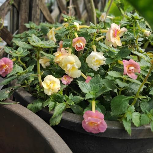 Semillas de Achimenes, Las perennes son perennes resistentes decoración de la sala de estar Las de jardín de rocas son resistentes 100pcs