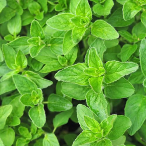 Alpi Nature Oregano gemahlen 250g, Oregano Gewürz zum Kochen, Pasta, Pizza, Fleish und Salaten