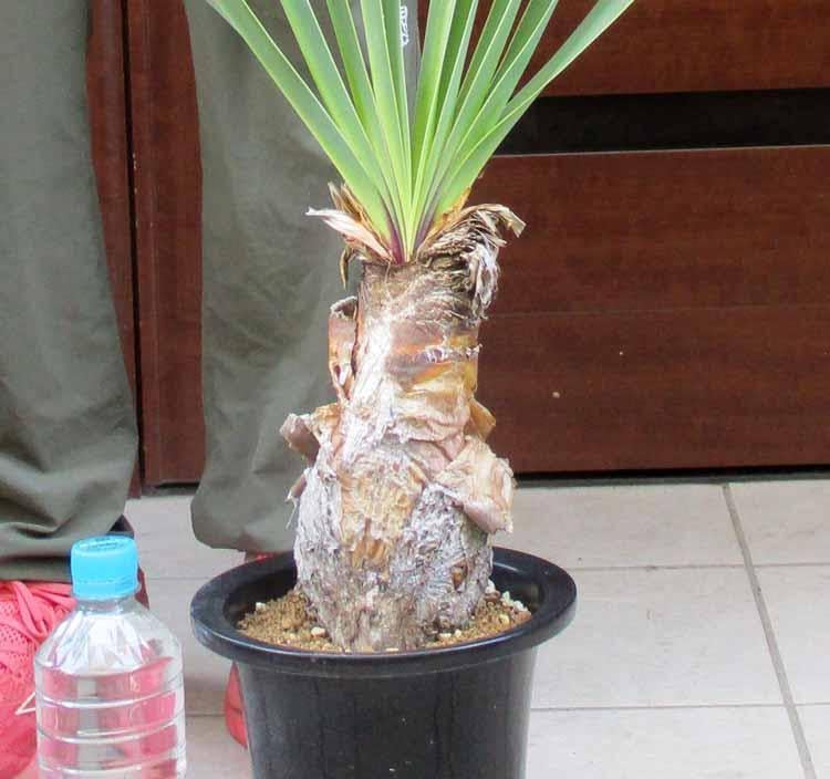 カノックスター様用!特大!ホワイトゴースト!! カノックスター様用 カノックスター様用!特大!ホワイトゴースト!! カノックスター様用