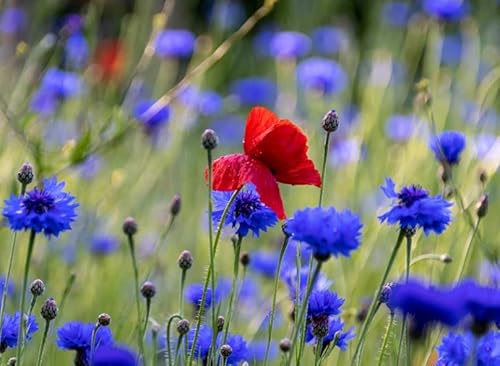 20 qm Mohnwiese blaue Kornblume und roter Klatschmohn Bienenweide Insektenwiese rote und blaue Blumenlandschaft (20qm = 10 Gramm reines Saatgut)