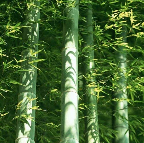 A Package 60 Pieces easy grow Fresh Giant Moso Bamboo Seeds for DIY Home Garden Plant * Best Organic bonsai