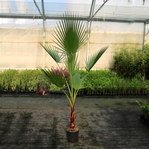 Pianta di Palma messicana Washingtonia robusta in vaso ø24 cm h. 120/130 cm Vivaio di Castelletto