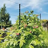 bellissa Rankhilfe HIMBEERTRAUM 180 cm aus Metall Führungssystem für Himbeeren...
