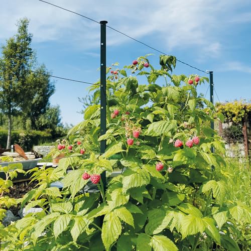 bellissa Rankhilfe HIMBEERTRAUM 180 cm aus Metall Führungssystem für Himbeeren Beerensträucher und Kletterpflanzen