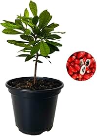 Muda de Fruta do Milagre Para Produzir em Vaso - Transforma Azedo em Doce