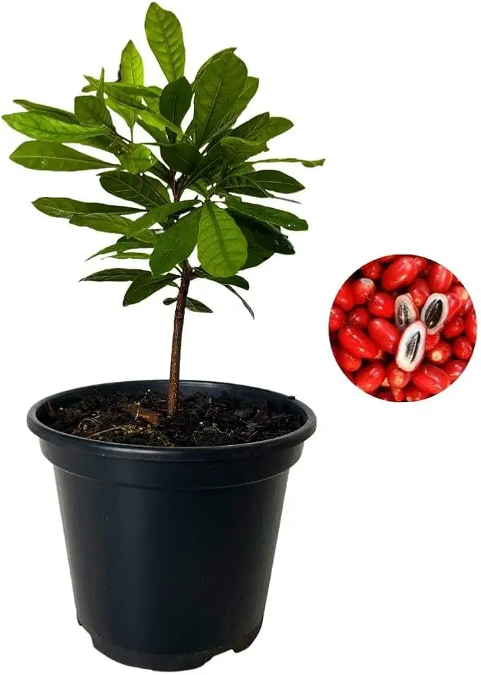 Muda de Fruta do Milagre Para Produzir em Vaso - Transforma Azedo em Doce