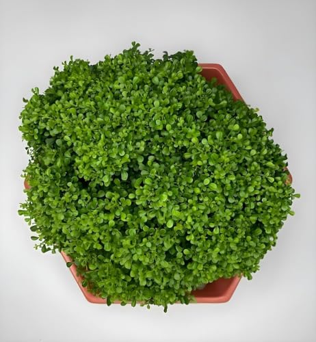 Image of Table Kamini Bonsai Plant Live (Murraya Paniculata) with Pot - Natural Oxygen Plant for Indoor Home Decoration, Office Desk & Tabletop Display (Pack Of 01)