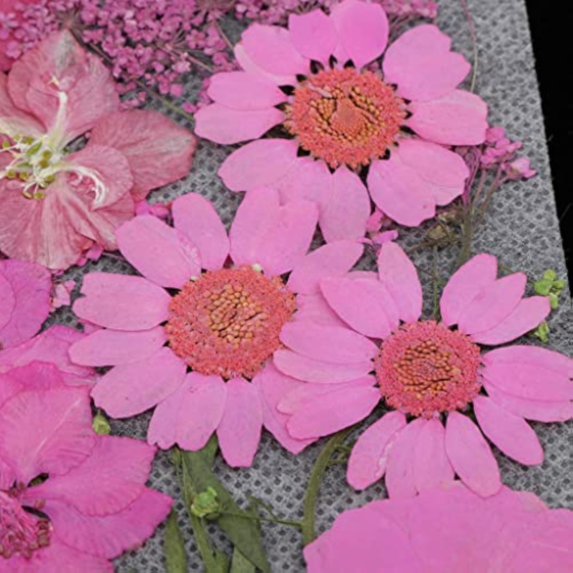 Natural Pressed Dried Flowers for DIY Crafts, 42Pc Set