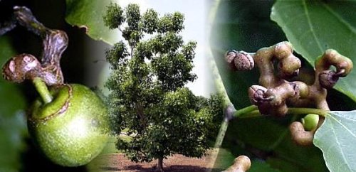 Amazon.com : Japanese Raisin Tree 10 Seeds - Hovenia dulcis