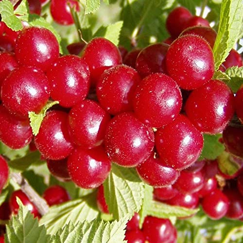 Chuxay Garden 20 Seeds Nanking Cherry Fruit Trees Hardy Deciduous Shrub Sweet Delicious Edible Fruit Great For Ornaments And Hedges #TOP2