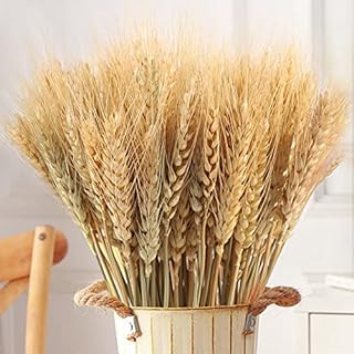 Famibay 100pcs Natural Dry Flowers Wheat Grass Bouquet Plant Dried Wheat Sheaves Bunch Dry Wheat Stalks Bundle Artificial Flower for Home Table Wreath Arrangements(40cm, 100PC)