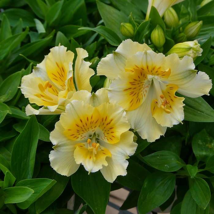 Amazon.co.jp: アルストロメリア 苗 イェントル フリンジ咲き 3.5号