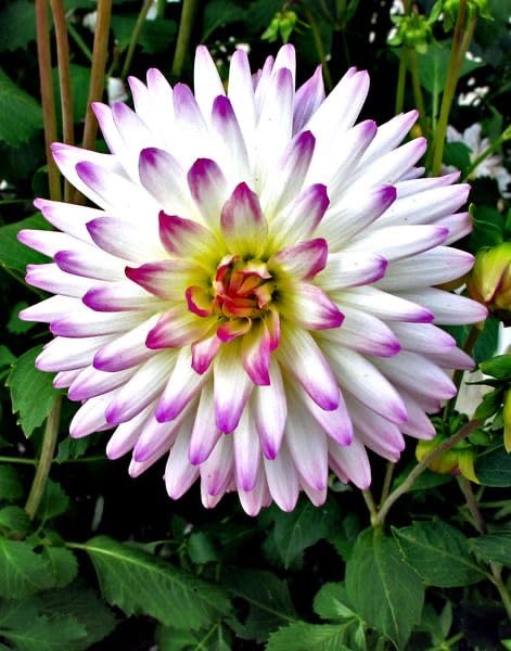Image of SVG Imported Dahlia Flower Bulbs for Your Home and Gardening Pack of 2 Bulbs (strip pink)