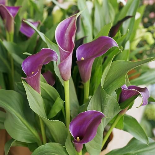 90pcs Purple Fresh Calla Lilly Flower Seeds
