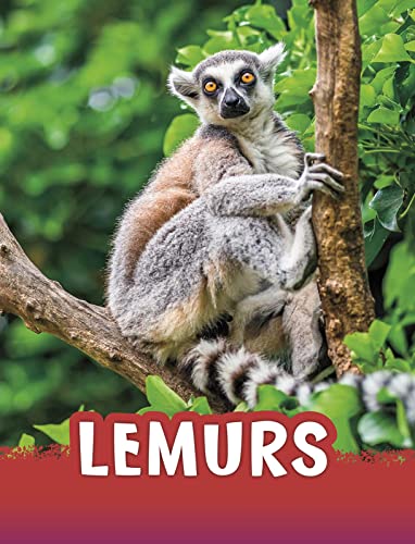 Lemurs (Animals)