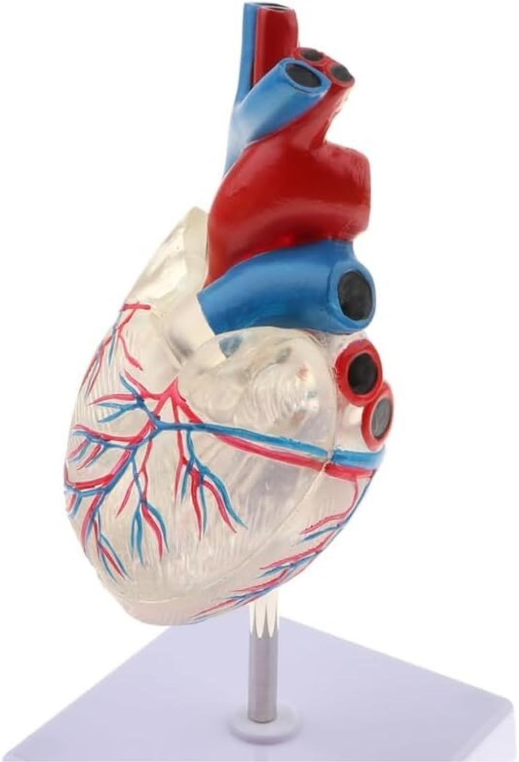 Maniquí de Cuerpo Humano Transparente, Modelo de anatomía del corazón Humano, recursos didácticos de Ciencias médicas, Esqueleto Humano, Modelo de órgano Humano