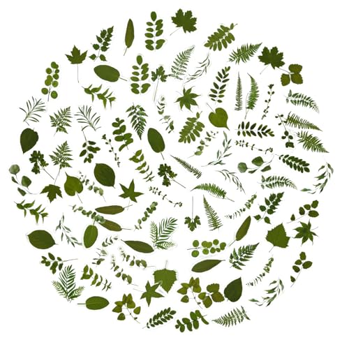 100Pcs Small Green Leaf Stickers Obujopal Nature Plant Stickers Transparent for Scrapbooking Water Bottle Laptop Junk Journal Collage Card Making Phone Case Envelope Planner DIY Crafts 50 Designs