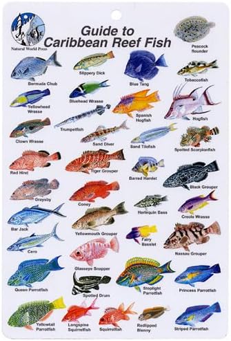 Aqua Caribbean Fish I.D. Card