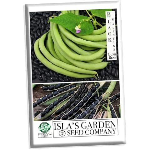 Black Valentine Bush Bean Seeds Cover
