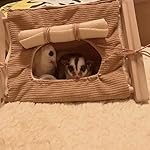 Small Animal Wood Teepee Tent with Curtain & Cushion Cave Bed Warm House Habitat Hideout Tunnel for Hamster Sugar Glider Hedgehog Gerbil Rat Bearded Dragon Bird Small Animals Cage Supplies (M, Brown) - Image 5