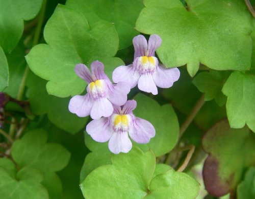 Amazon.com : 100 Kenilworth Ivy (Ivy-Leaved Toadflax) Cymbalaria
