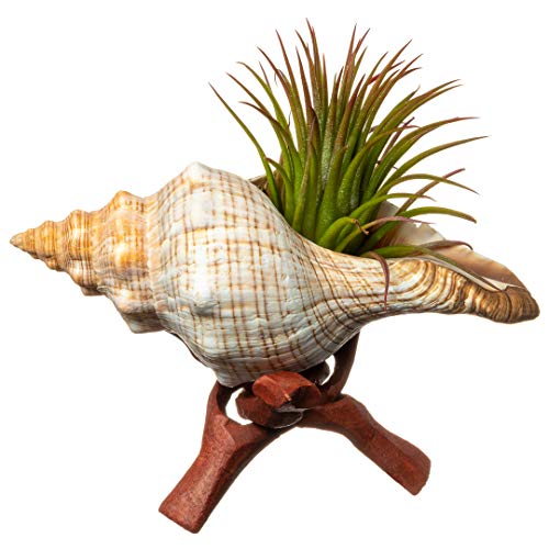 Tillandsia Air Plant with Fox Shell and Stand | Gift Set | 2-3
