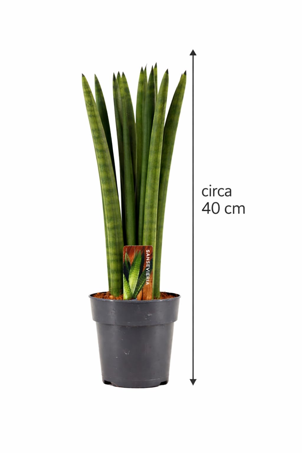 Sansevieria Cylindrica Straight ca. 40 cm  Bogenhanf/Schwiegermutterzunge  fr bessere Raumluft  Luftreinigende Pflanze, pflegeleicht & dekorativ   Ideal fr Wohnzimmer, Bro & Schlafzimmer : Amazon.de: Garten