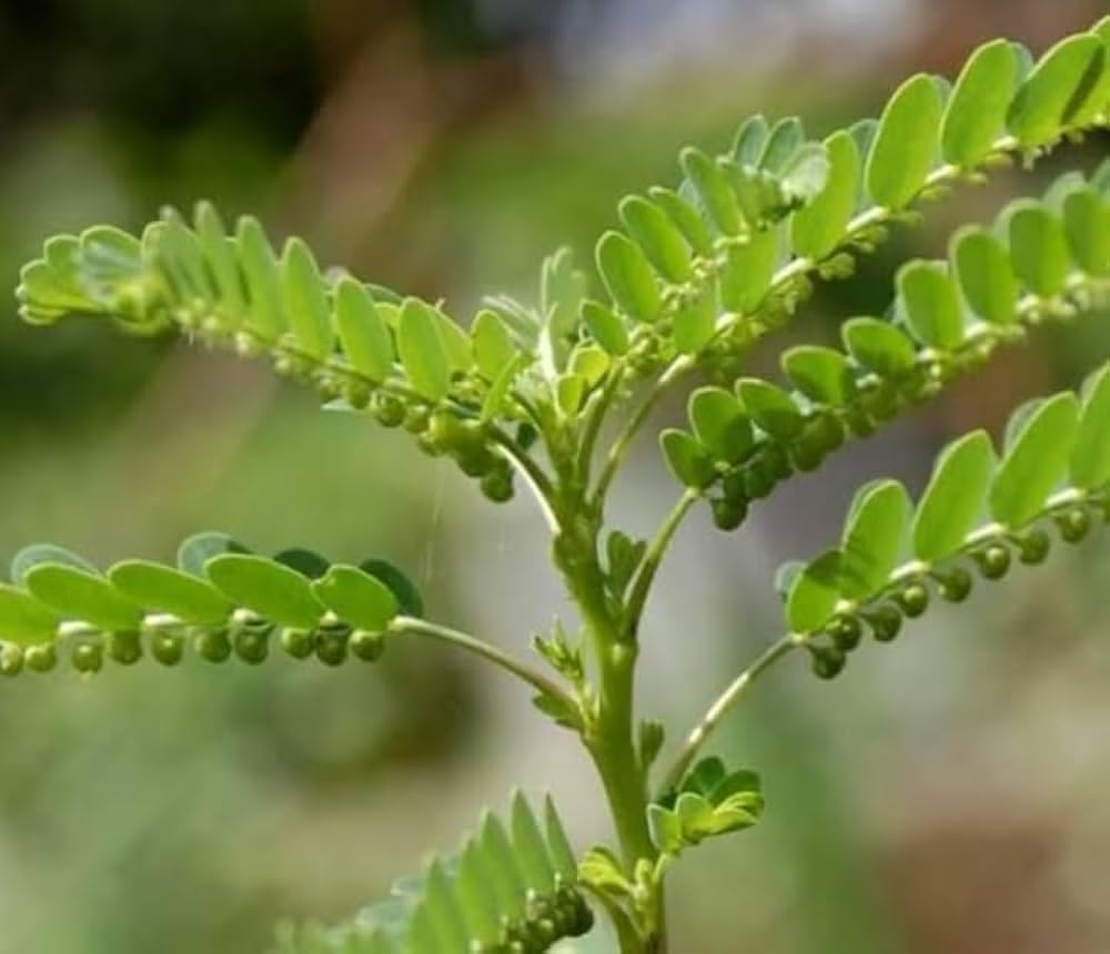 Live Bhoomi Amla Plant (Bhumi Aawla) – Healthy Medicinal Herb Plant for Home Garden | Ayurvedic Herbal Plant-image-49