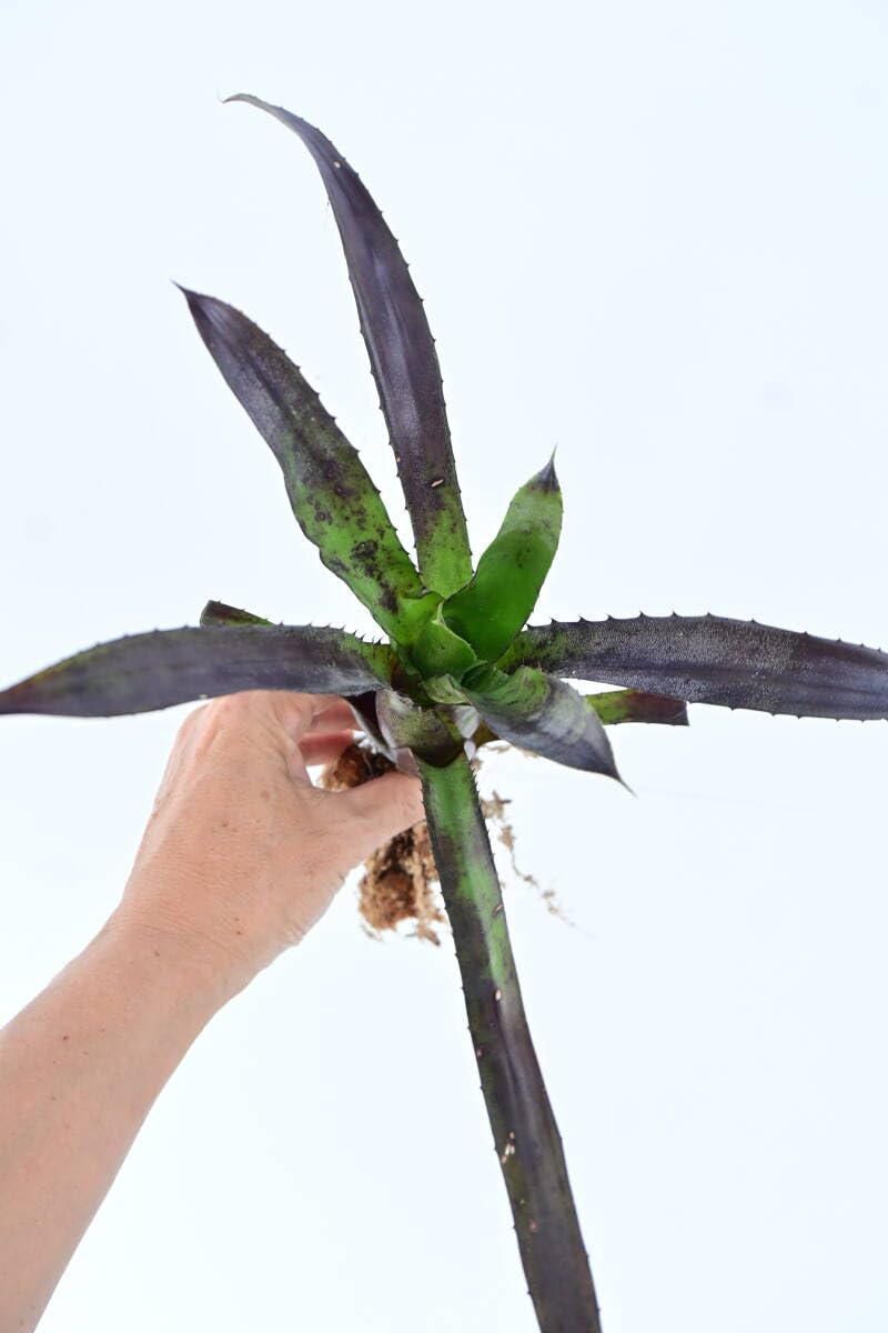 Amazon.co.jp: Hohenbergia leopoldo-horstii black form @bikamori