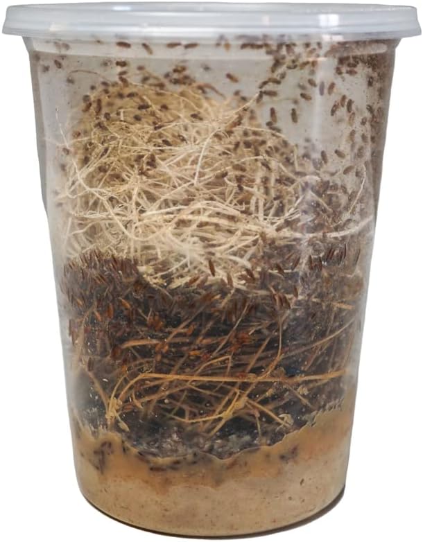 Josh's Frogs Producing Flightless Golden Hydei Fruit Fly Culture