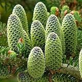 (Abies * *) Japanische Tannensamen, 15 Stück/Beutel, Abies-Baumsamen, Laubpflanzen für Gartensamen: Nur Samen im Paket