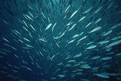 Sardines à l'huile d'olive Bom Petisco 6 x 120 g | Riche en oméga 3