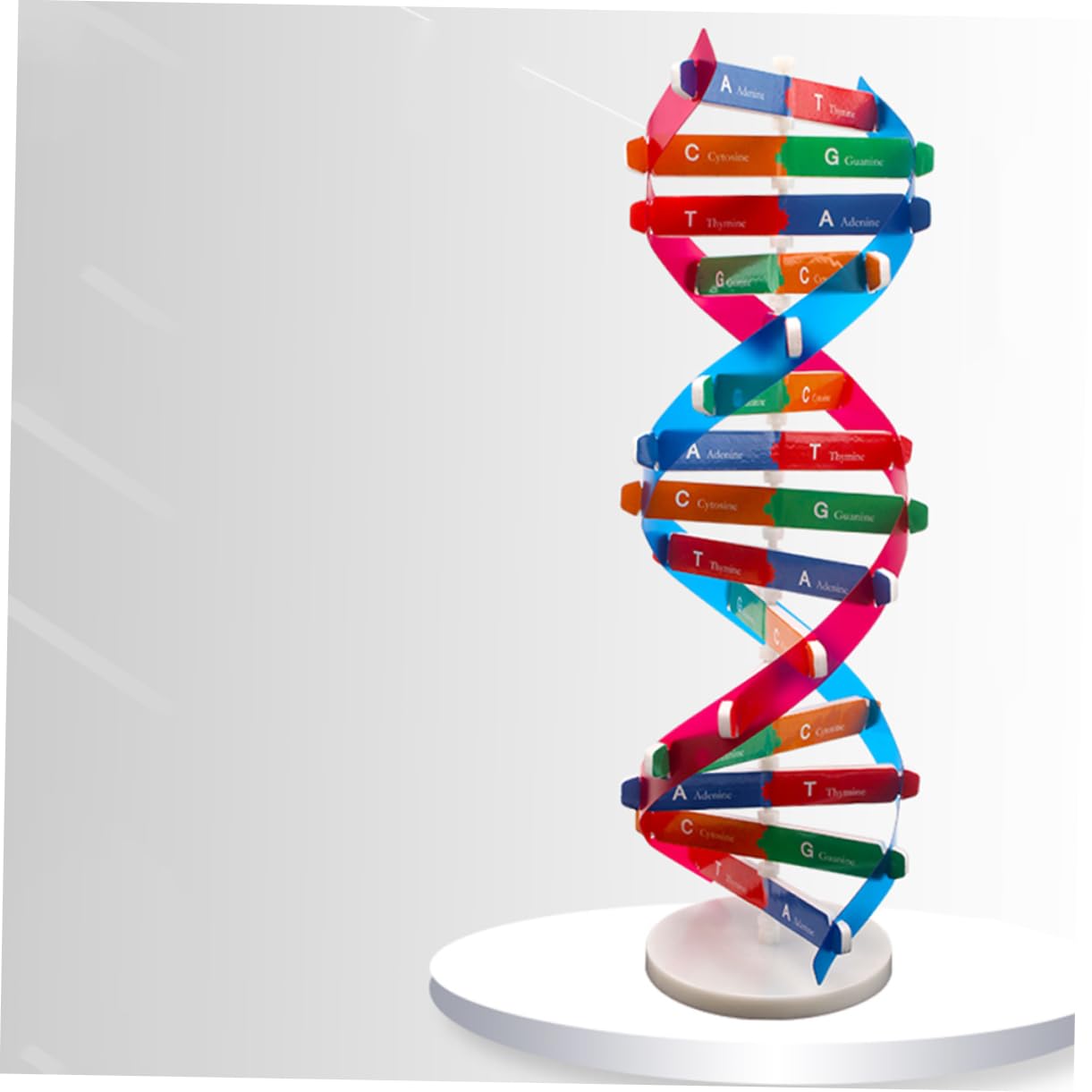Amazon | NESTINGHO 3 セット Dna ダブル ヘ Dna ダブル モデル 人間 