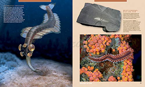 Fossils Inside Out: A Global Fusion of Science, Art and Culture - Image 4