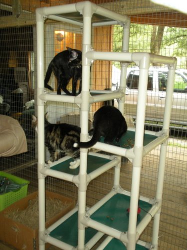 kuranda cat tower