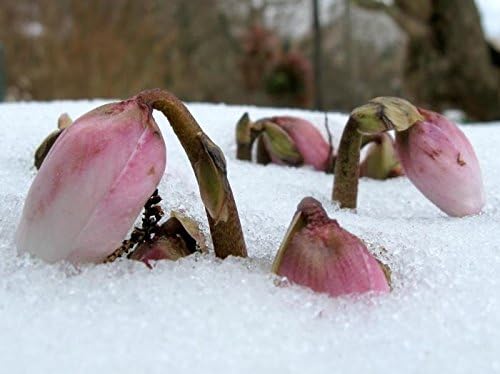 Flowering Plants - Helleborus niger