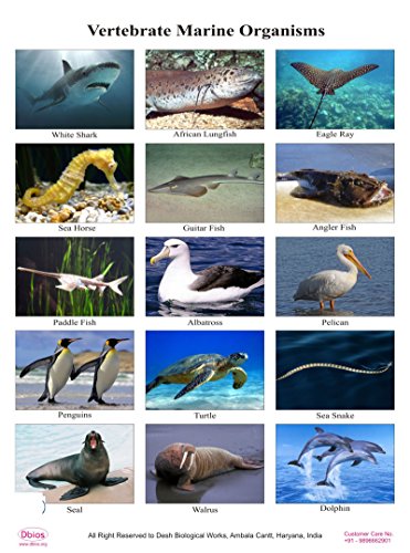 Grafici Dbios Stampa digitale vertebrati marini