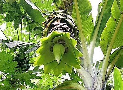 バナナエレファント