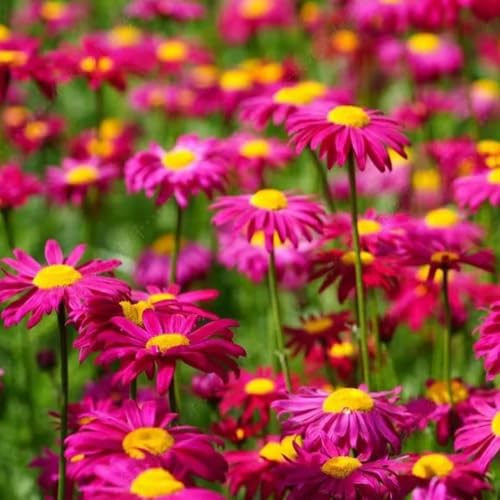 semillas de piretro cinerariifolium - cortadas resistentes para el jardín silvestres de balcón cubierta perenne resistente 130pcs