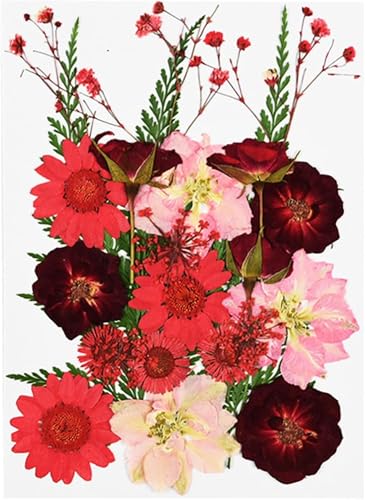 Flor seca pequeña para prensar y decorar miniatura 3