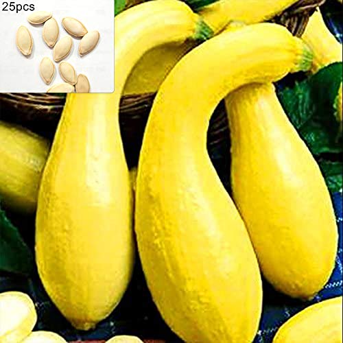 XdiseD9Xsmao 25Pcs Curving Yellow Pumpkin Seeds, Nutritious Garden Farm Yard Vegetable Plant Seed Pumpkin Seeds