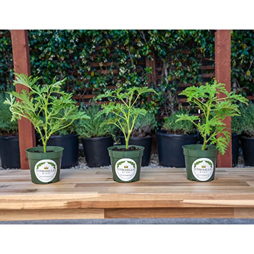 3 Citronella Plants, Mosquito Plants, 4” Nursery Pots, Live Plant
