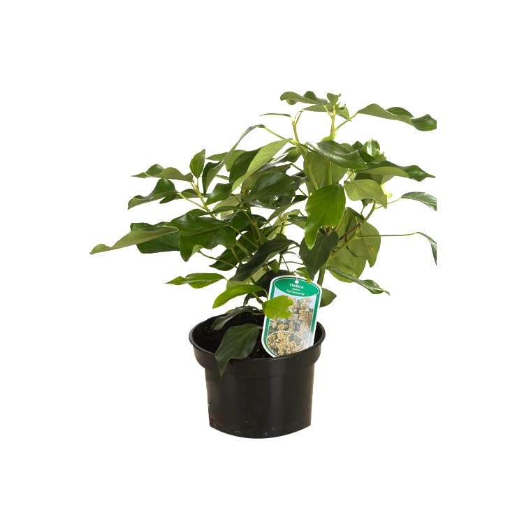 blume glücksfeder Schwarze Glücksfeder | Zamioculcas main image 0