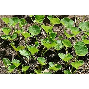 Generic 15st Centella Asiatica Gotu Kola plantenzaden