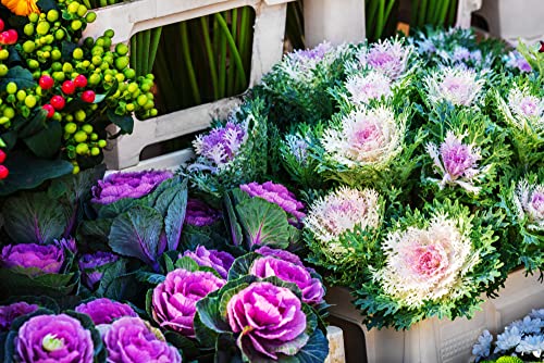 Ornamental Cabbage, Brassica 30 Seeds, Mixed Colours