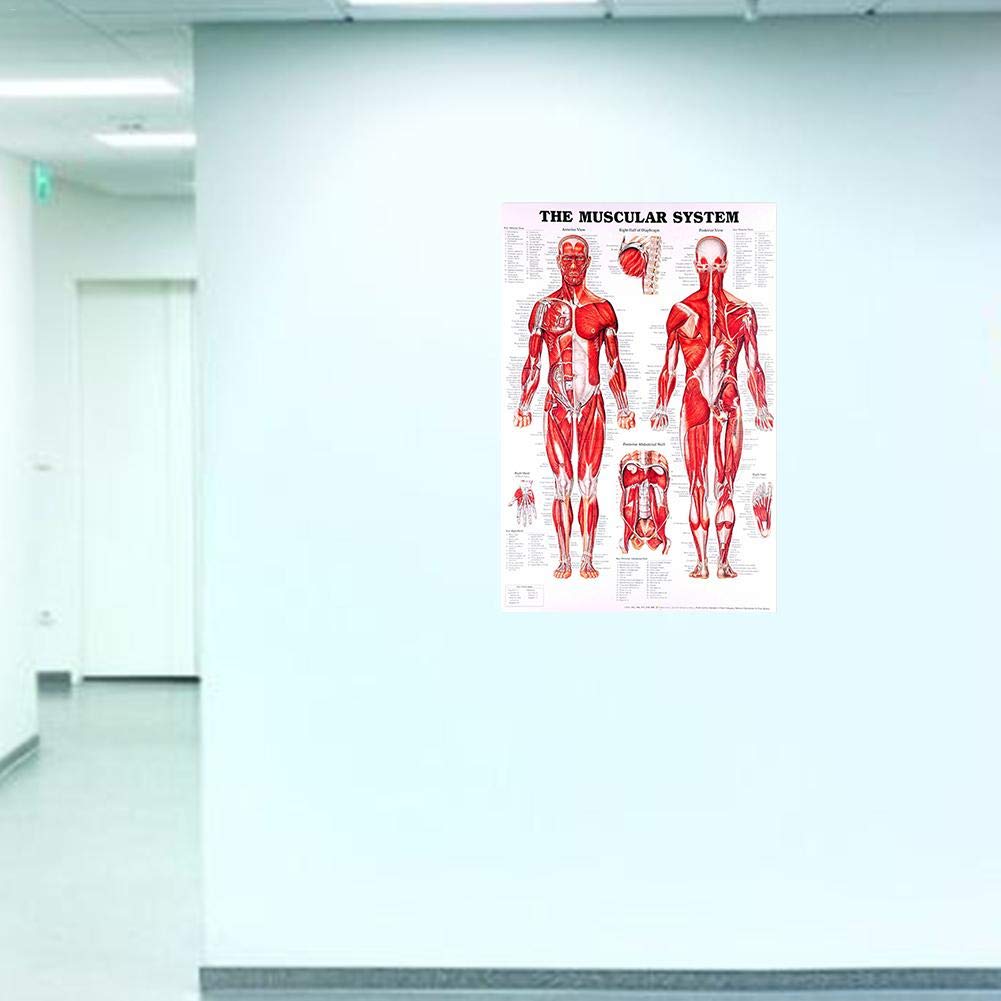 SmarTopus Muscular System Anatomical Poster, Muscle Anatomy Chart, Human Anatomy Poster, Muscle System Teaching Medical Decorative Poster (20 X28)