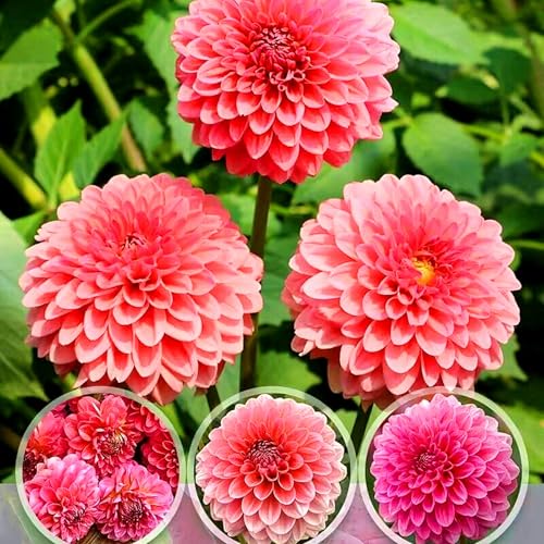 Bulbos de Dahlia, Estilo Elegante en Exteriores-2bulbos-E