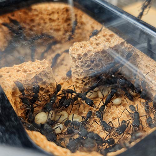 ZSBY Mieren Boerderij Insect Ant Villa Platte Mieren Boerderij Mieren Nest Acryl & Beton Mieren Huis Voor Messors… - Afbeelding 3