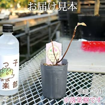 夏☀︎SALE！アナベルとピンクのミルフィーユガーランド Amazon.co.jp: ピンクのアナベル ピコティ シャルマン 9cmポット